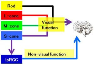 Blue Light and the human circadian clock